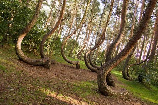 Curved Forest Reserve Poland — Stock Photo, Image