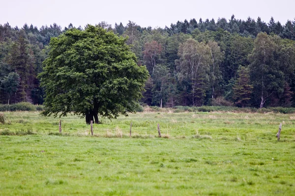 Árvore entre a grama — Fotografia de Stock