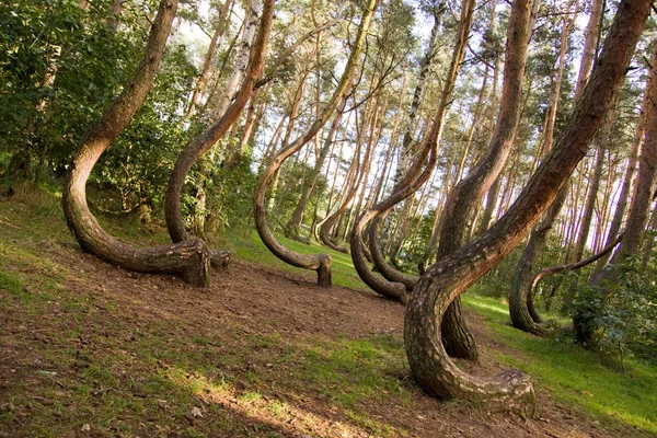 Reserva Forestal Curvada Polonia Imagen de stock