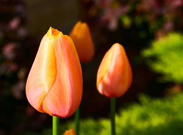 Tree Orange Tulips Mixed Background — Stock Photo, Image