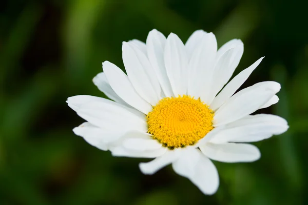 Daisy Mint Virág Zöld Háttér — Stock Fotó