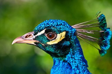 Peacock head clipart