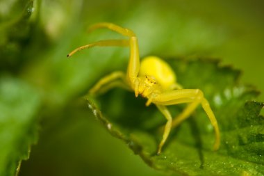 Yellow crab spider clipart