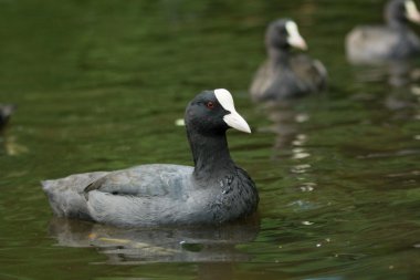 Coot on the water clipart