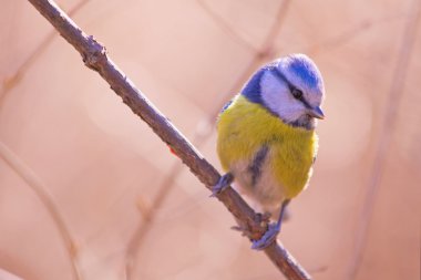 Blue tit clipart