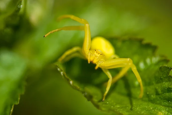 Желтый крабовый паук — стоковое фото
