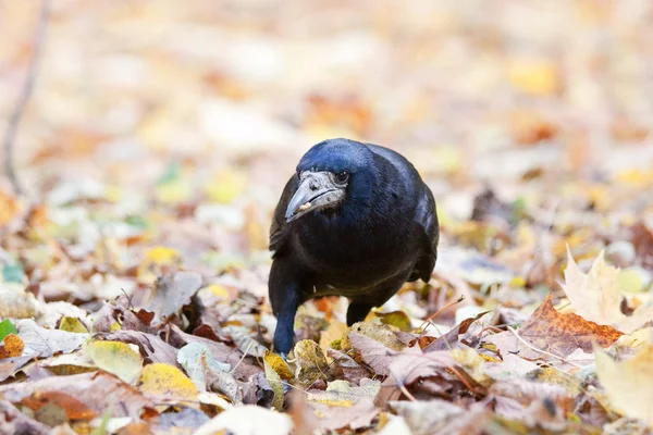 Rook in the park — Stock Photo, Image