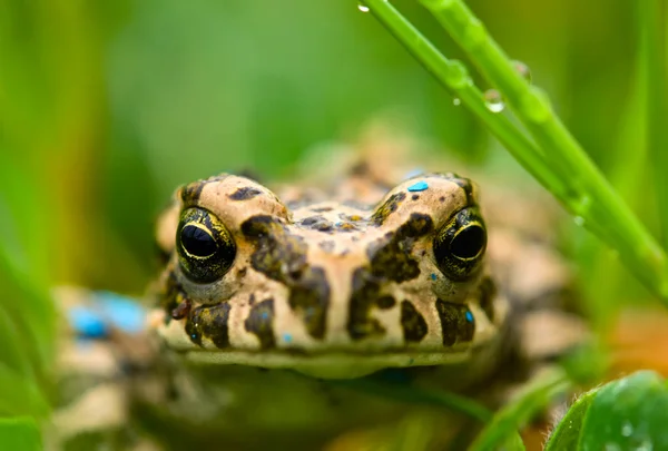 Молодий жаба в траві — стокове фото