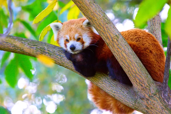 stock image Panda lying on the branch