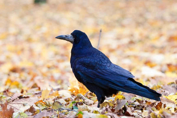 Rook in the park — Stock Photo, Image