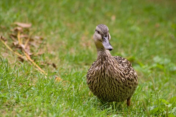 stock image Duck on the grass