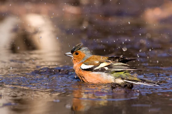 Chaffinch in the water — Stock Photo, Image