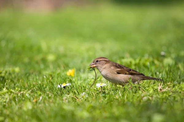 Vrabec na trávě — Stock fotografie