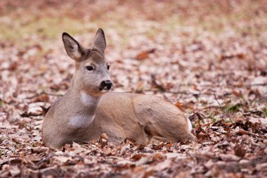 A deer in the Warsaw park clipart