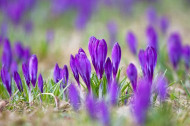 Bunch of Violet crocuses clipart