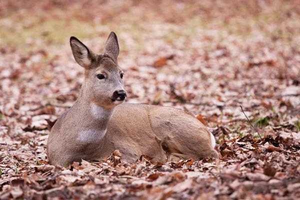 A deer in the Warsaw park — Stock Photo, Image