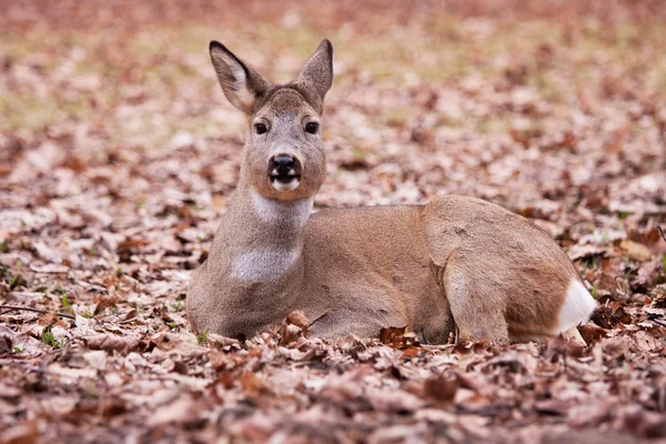 A deer in the Warsaw park — Stock Photo, Image