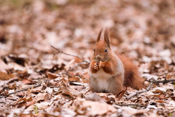 Eichhörnchen auf den Blättern — Stockfoto