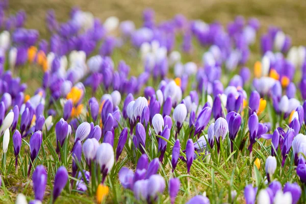 stock image Bunch of mixed crocuses