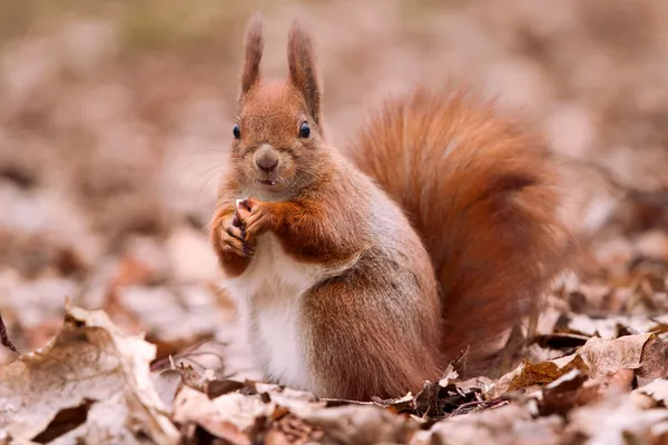 Écureuil sur les feuilles — Photo