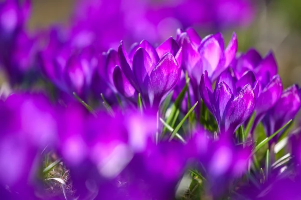 Кучка фиолетовых крокусов — стоковое фото