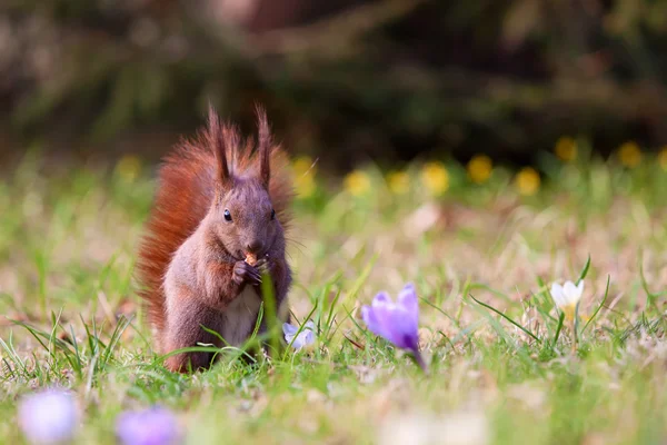Eichhörnchen inmitten von Blumen — Stockfoto