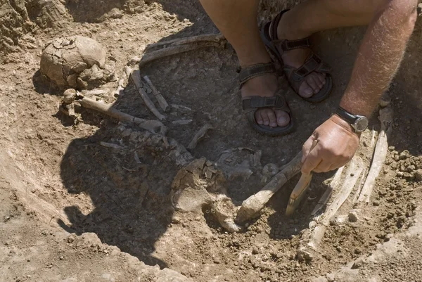 Régész excavatin csontváz — Stock Fotó