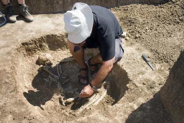 stock image Archaeologist excavatin skeleton