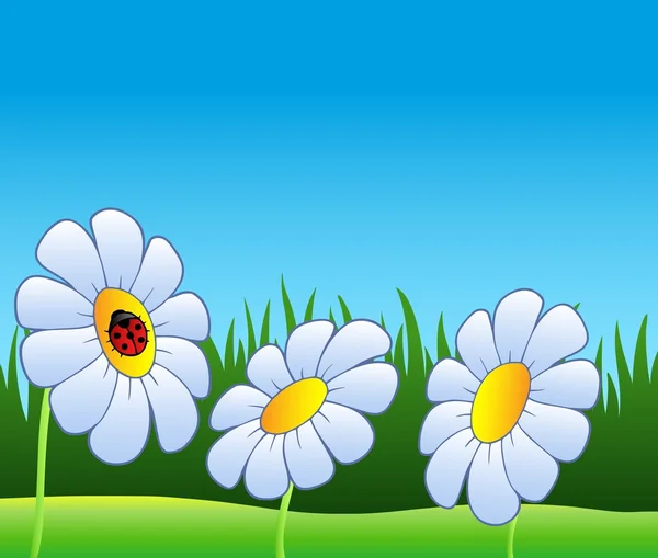 Three daisies and ladybug — Stock Vector