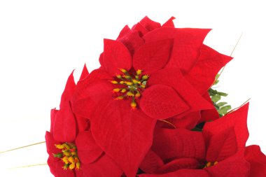 Poinsettia clipart