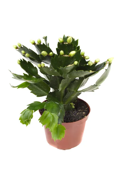 Zygocactus in bloem-pot — Stockfoto