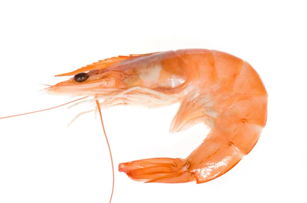 Single shrimp — Stock Photo, Image