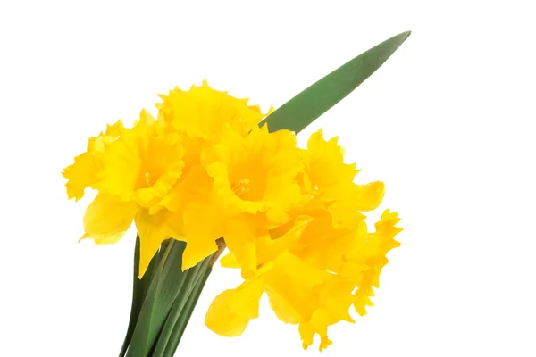 Narcisos amarillos —  Fotos de Stock