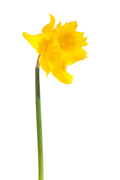 Narciso amarillo —  Fotos de Stock