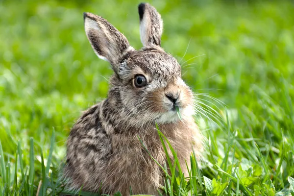 Llittle 野兔 — 图库照片