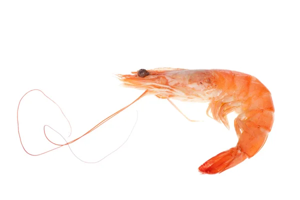 Single shrimp — Stock Photo, Image