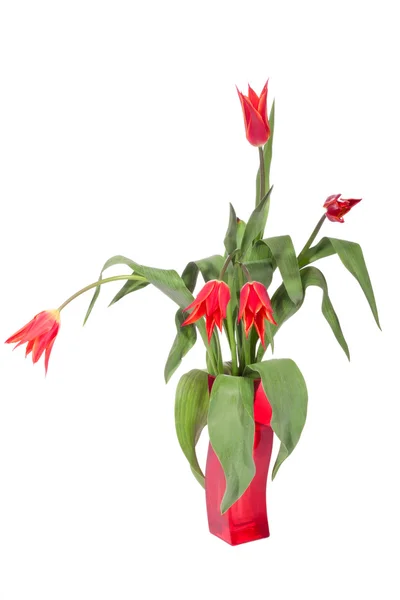 Bouquet of fresh tulips — Stock Photo, Image