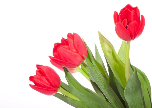 Tulipa Vermelha Foto Fundo Branco — Fotografia de Stock