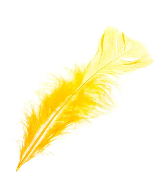 Yellow Feather Photo White Background — Stock Photo, Image