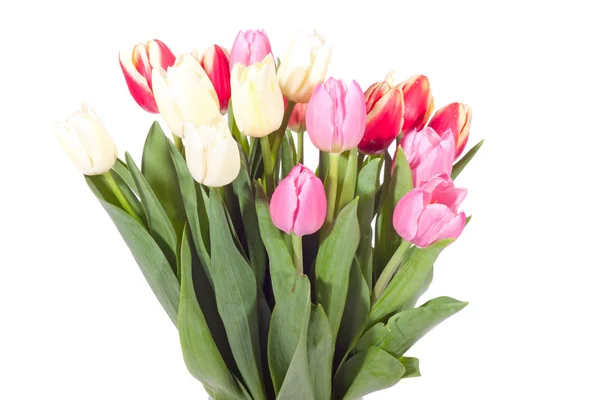 Bouquet Tulipani Freschi Sullo Sfondo Bianco — Foto Stock
