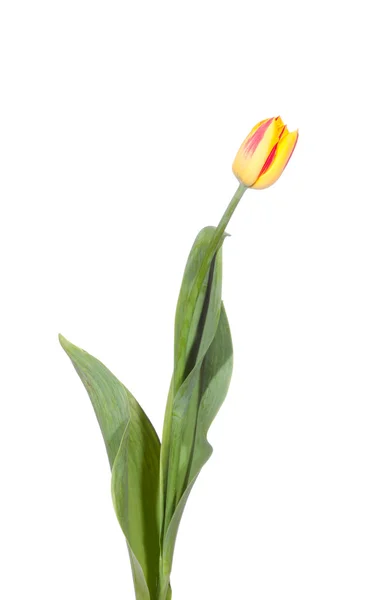 Tulipa Amarela Foto Fundo Branco — Fotografia de Stock