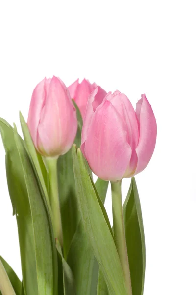 Rosa Tulpen Foto Auf Weißem Hintergrund — Stockfoto