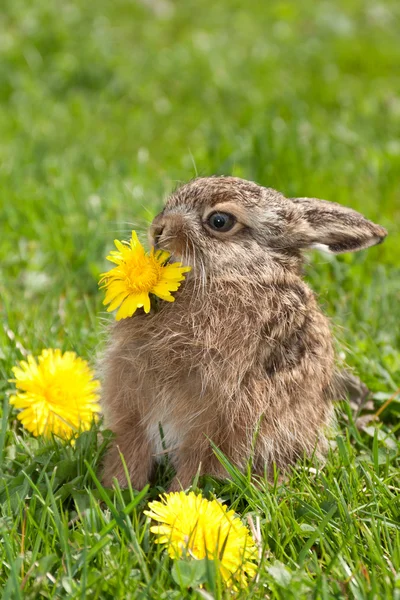 緑の芝生の上の小さなウサギ — ストック写真