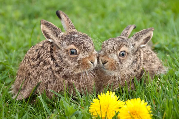 Two little hares — Stock Photo, Image