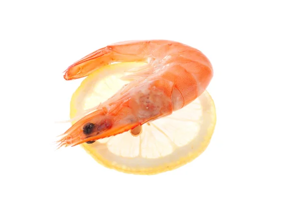 Single Shrimp Photo White Background — Stock Photo, Image