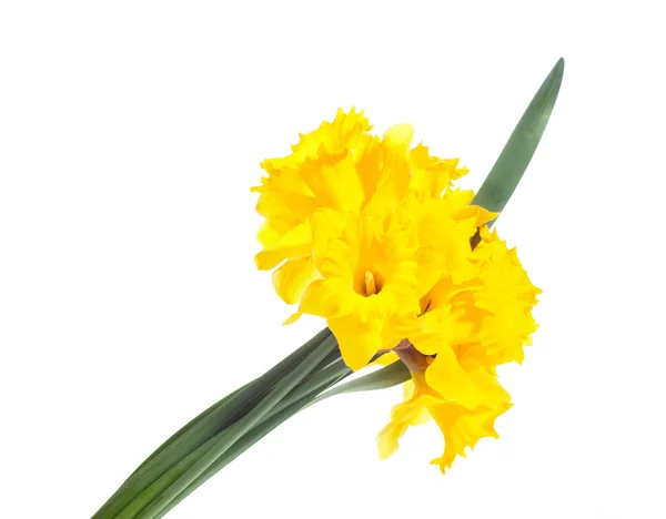 Daffodis — Stock Photo, Image