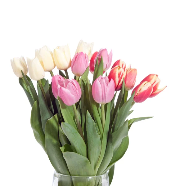 Bukiet świeżych tulipany — Zdjęcie stockowe
