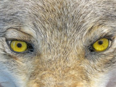 Yellow wolf eyes, angry wild animal nature, danger. clipart