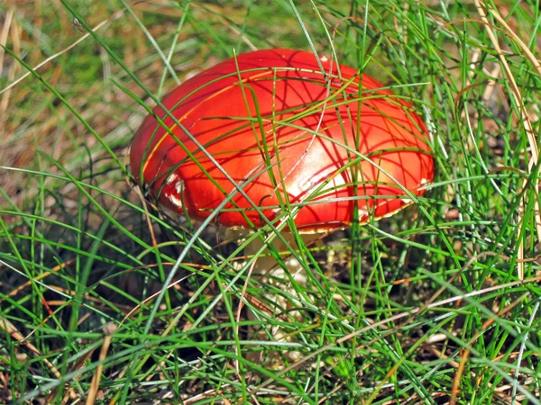 Champiñón rojo fresco bajo hierba verde, primer plano de la naturaleza —  Fotos de Stock