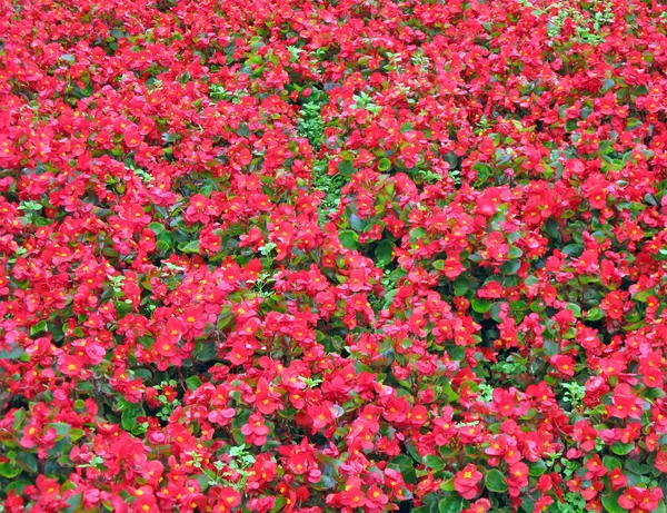 गोषवारा लाल फुले पार्श्वभूमी, पर्यावरण निसर्ग — स्टॉक फोटो, इमेज
